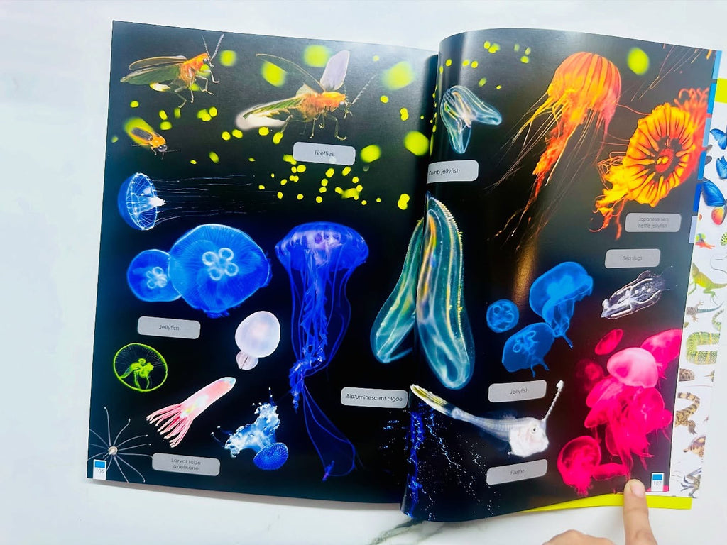 Curious Creatures with Stickers and Activities to make family learning fun