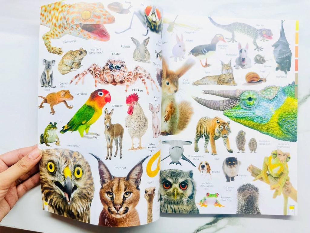 Curious Creatures with Stickers and Activities to make family learning fun