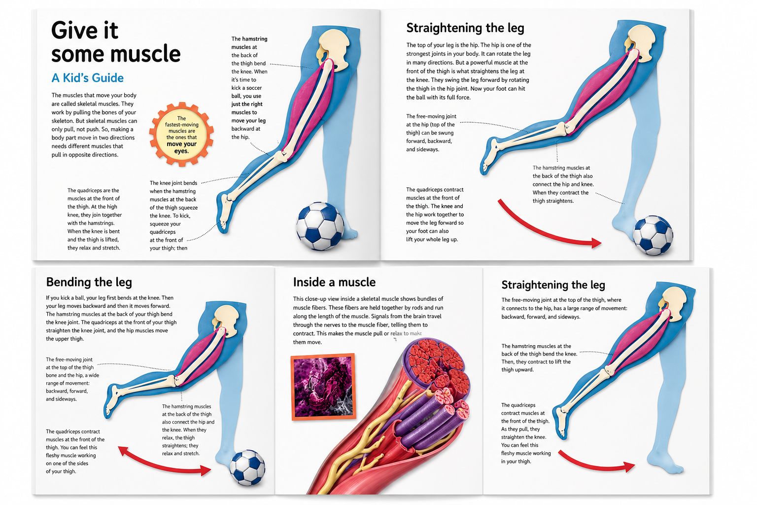 My Amazing Body Machine: A Colourful Visual Guide To How your Body Works