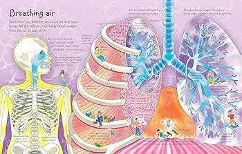 See Inside Your Body