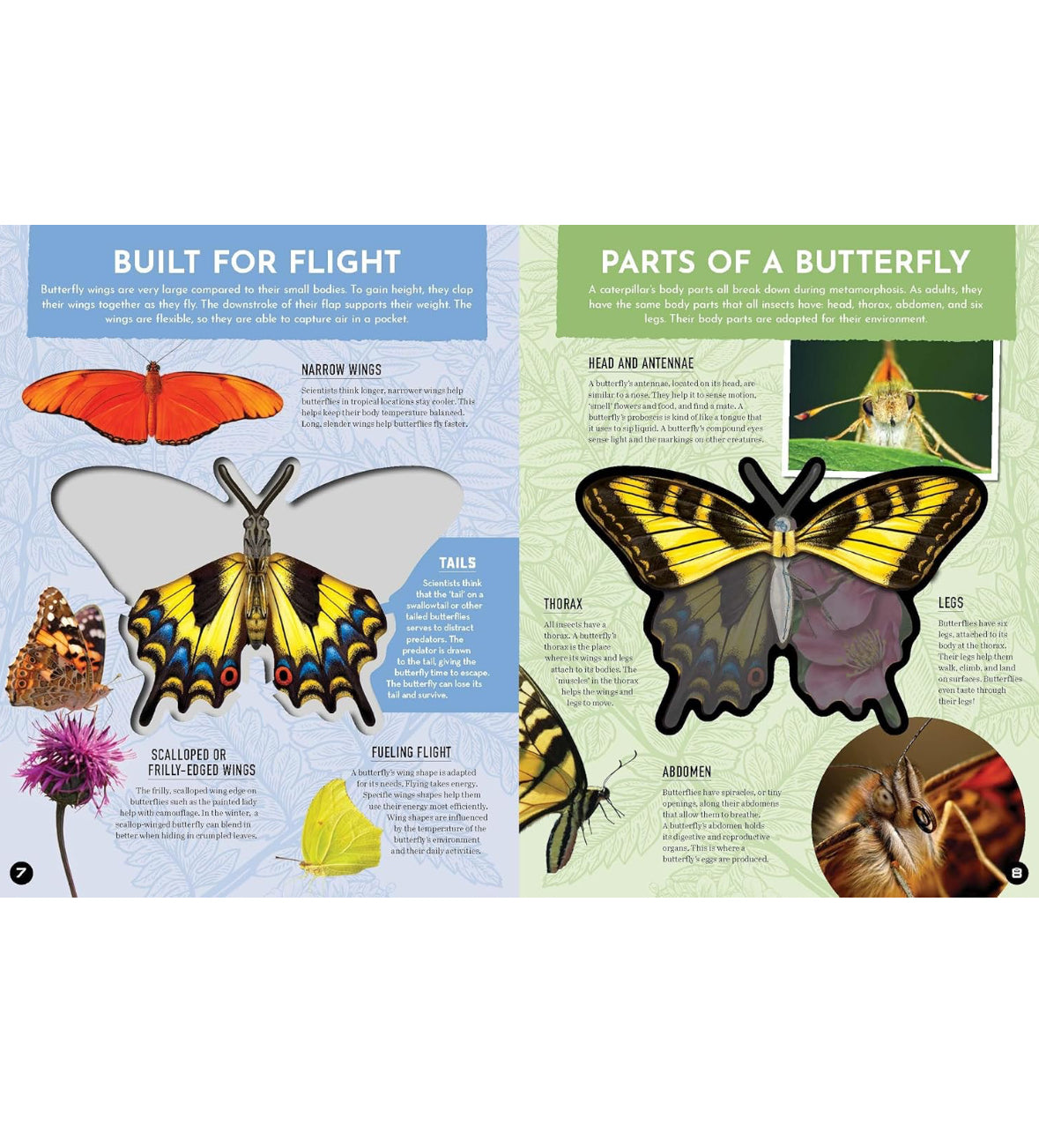 Inside Out Butterfly