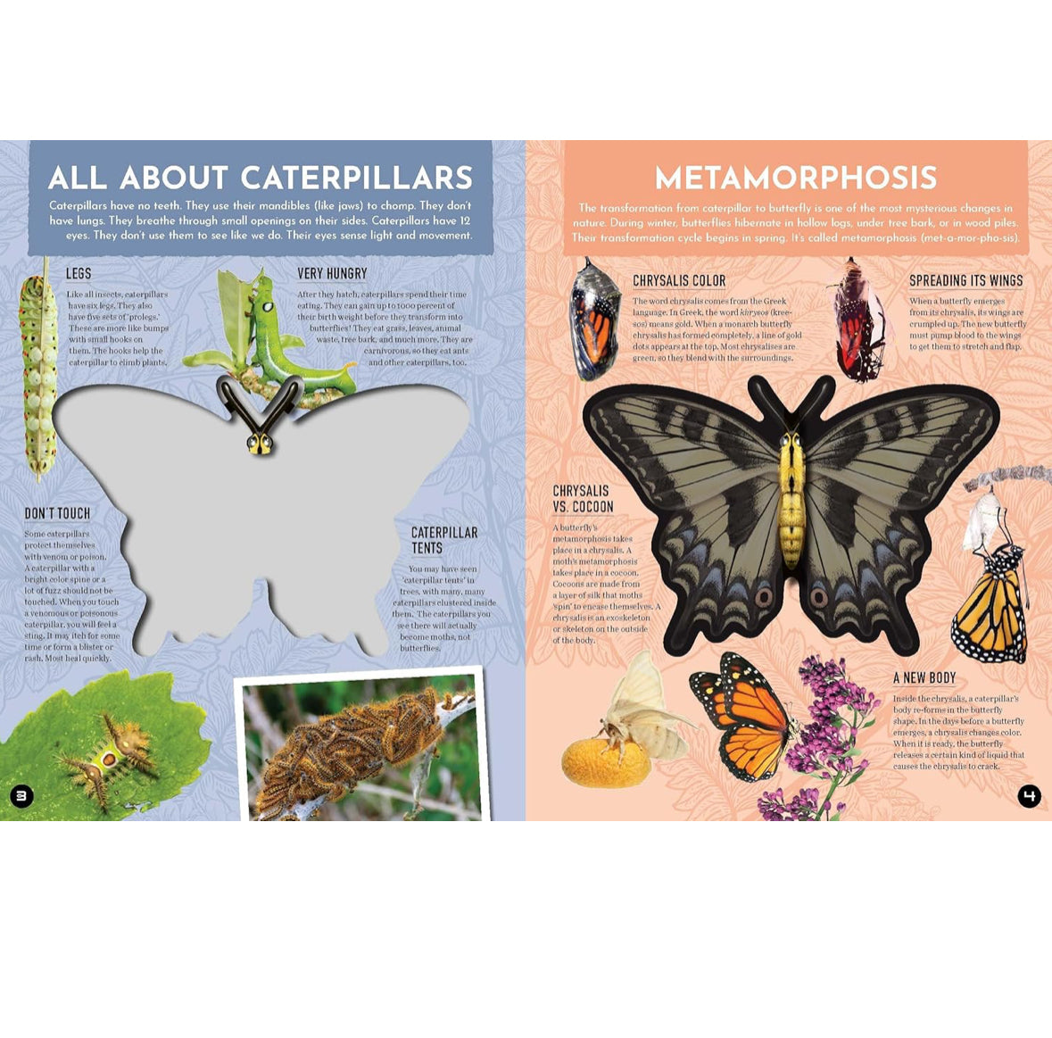 Inside Out Butterfly